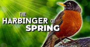 The American Robin -A Harbinger of Spring