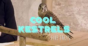 5 Facts About American Kestrels