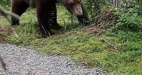 Hikers encounter bear in Alaska's Katmai National Park