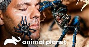 Frank tienta una tarántula azul al colocarla en su rostro | Wild Frank en India | Animal Planet