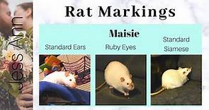 My Rat Types, Markings, and Colors! | Pet Rat Varieties