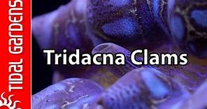Reef Aquarium Tridacna Clams – maxima, crocea, squamosa, and gigas