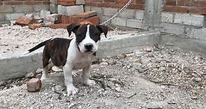 Hermoso Cachorro Pitbull de 2 meses En Crecimiento