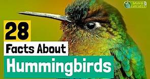 28 Facts About Hummingbirds - Learn All About Hummingbirds - Animals for Kids - Educational Video