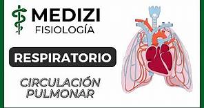 Clase 38 Fisiología Respiratoria - Circulación Pulmonar (Edema Pulmonar) (IG:@doctor.paiva)