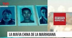 Informe Especial: La mafia China de la marihuana