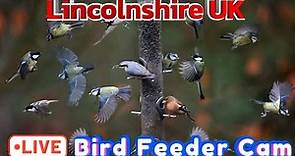 LIVE Bird Feeder Cam - Lincolnshire UK
