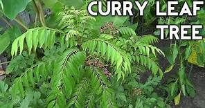 Curry Leaf Plant - Curry tree or Murraya koenigii - From seed to tree- the complete guide
