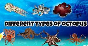 Octopus Facts and Pictures | Types of octopus for general knowledge | Famous Octopus Species