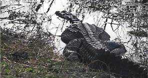 How Big Do Alligators Get?