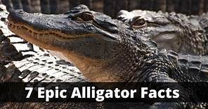 7 Fascinating Facts about American Alligators