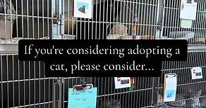 If you're considering adopting a cat from your local animal rescue, consider these cats! ❤️🐾 #cats #catlover #cutecat #adoptdontshop #animalshelter #love