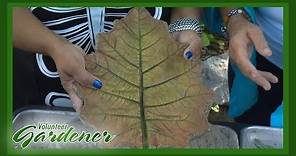 Leaf Casting | Volunteer Gardener