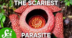 The 4 Creepiest Parasites on Earth (This Will Keep You Up at Night!)