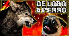 De Lobo a Perro Una Historia de Evolución (Canis lupus familiaris)