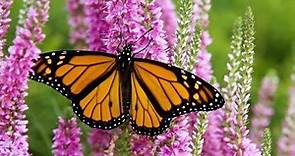 Monarch Butterfly Migration: A Mystery Of The Natural World - HD Documentary