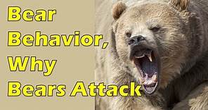 Bear Safety Part 1: Bear Behavior & Why Bears Attack