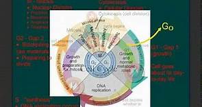The Cell Cycle and Controls on Growth