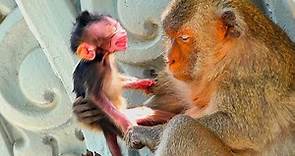 Poor Baby Monkey newborn wants hugs Mama Monkey Sippey getting milk But Mama doesn't care for baby