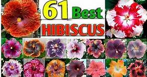 61 Best Hibiscus Varieties | Hibiscus Types with names and identification | Plant and Planting