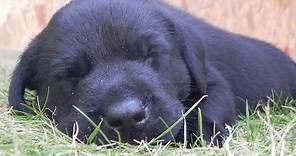 Top 10 Cutest Black Labrador puppies