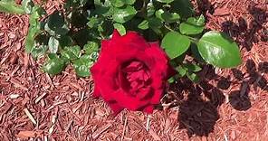 Ingrid Bergman Hybrid Tea Rose, Quick Tip For Keep Your Hybrid Tea Roses Blooming Longer