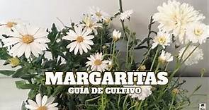 Guía de la margarita chuyito jardinero