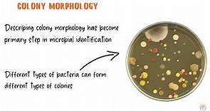 Bacterial Colony Morphology with Live Examples