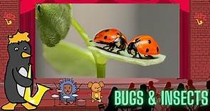 Jazz Baby: Bugs and Insects by Oxbridge Baby