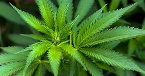Buy Marijuana Seeds in USA