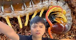 介绍两种蜈蚣 蓝腿薄荷蜈蚣和越南巨人蜈蚣
