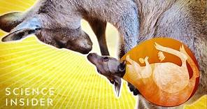 What’s Inside A Kangaroo’s Pouch?