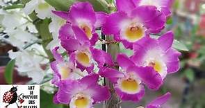 Conseils jardinage: Dendrobium nobile (orchidée-bambou):Entretien et arrosage: : Plante d'intérieur