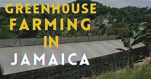 Greenhouse farming in Jamaica