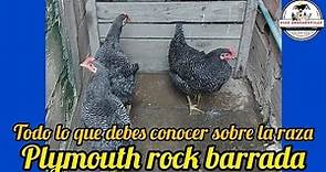 Todo sobre la raza de gallina Plymouth Rock barrada