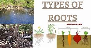 Benefits & Types of Roots - Taproot, Fibrous, Adventitious, Tuberous, Parasite, Creeping Roots