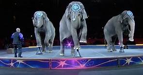 Elefantes dan su último espectáculo en circo tradicional