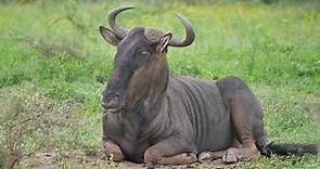 Blue wildebeests (Connochaetes taurinus) - iMfolozi (South Africa) 25&26-11-2022