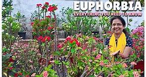 Euphorbia Everything You Need to Know | Care, Propagation, Tips, and More!