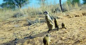 Meet The Meerkats S01 E04