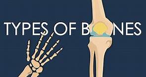 These are the types of bones in your body