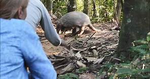 Richard Amable encounter with Giant Armadillo at the Tambopata Reserve