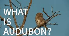 What is Audubon?