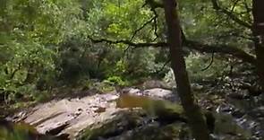 Celtic Rainforest | Wales: Land of the Wild