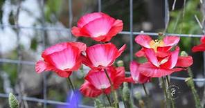 The Easiest Way to Grow Poppies from Seed!