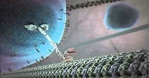 The Inner Life of the Cell Animation