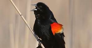 How Nature Works: Red-winged Blackbird Display