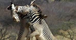 Epic Zebra Fight For Mate | Africa | BBC Earth