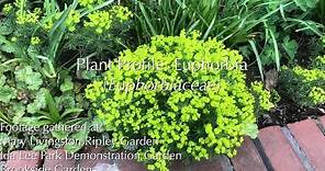 Euphorbia Plant Profile