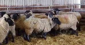 Maedi Visna - a chronic viral disease in sheep.